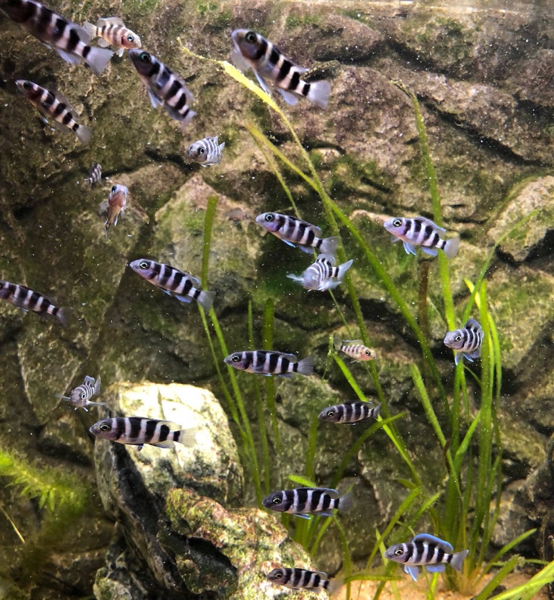 Neolamprologus tretocephalus